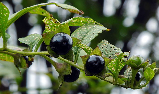 Two shiny black berries with an immature green berry forming on the right hand side.