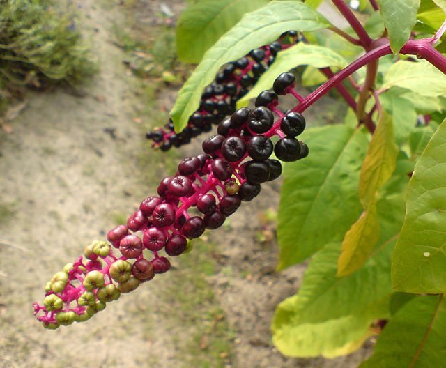 Close up of a cluster of green, pink, red and finally dark purple pokeweed berries.