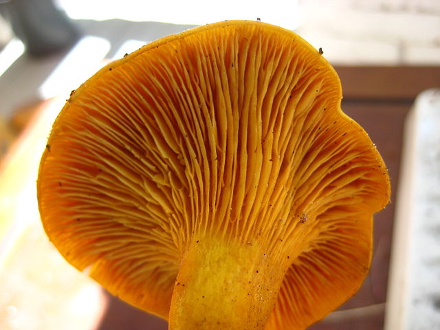 A close up of the orange gills on the underside of a small jack-o-lantern mushroom.