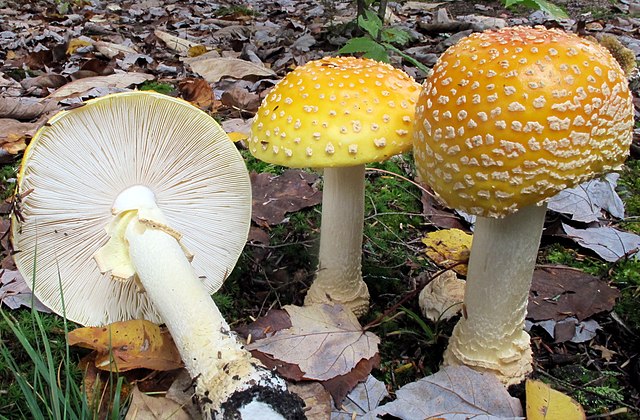 Three American yellow fly agaric mushrooms with golden yellow caps.
