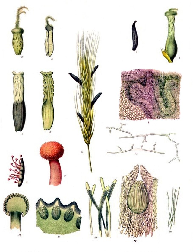 Old illustrations from a book showing various close ups of the fruiting bodies, the spores, and various cross sections of the fungi.