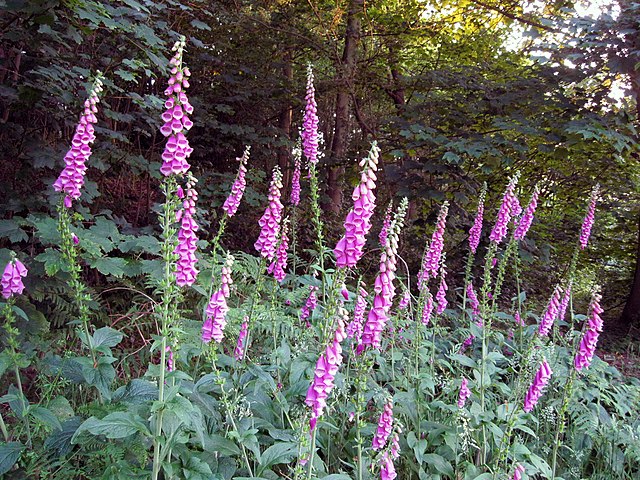 A large group of over 10 foxgloves and their bright pink spires of flowers.