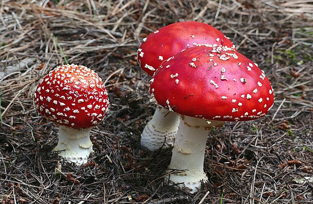 One small and two larger fly agarics that have emerged amongst dry. brown pine needles.