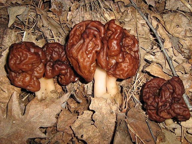 Three false morels amongst dried brown leaves. Each cap is a warm brown and has a slight sheen, and has the typical 'brain like' shape.