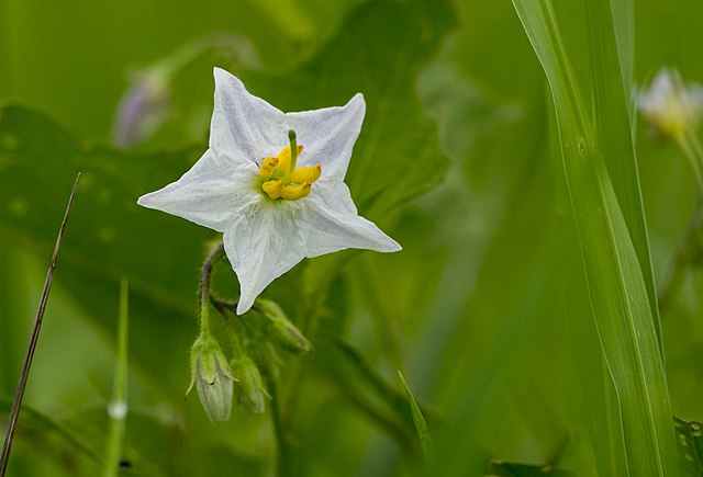 A close up of a single white, star-shaped flower of the Carolina Horsenettle