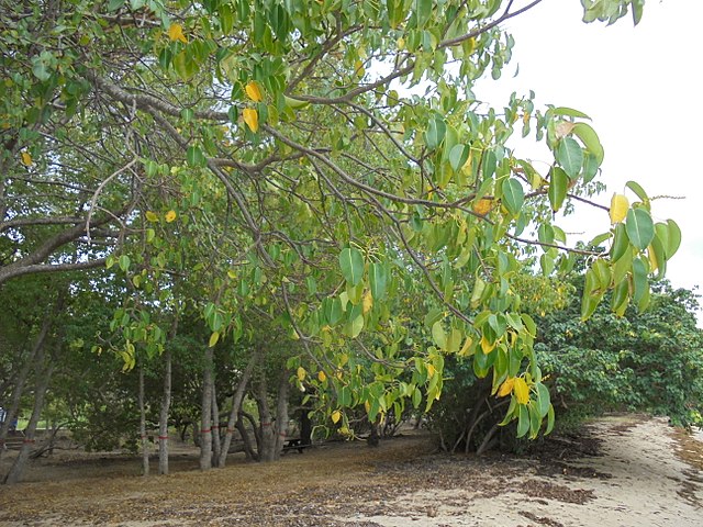 A group of Mancineel trees with their painted red lines on the trunk. They're next to a sand bank which leads down to the shore.