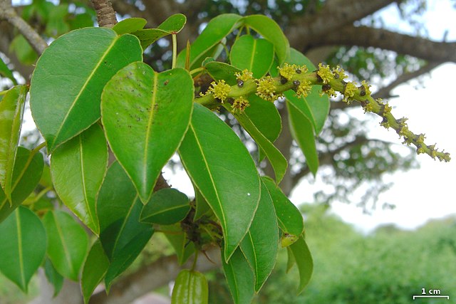 A stem with lots of inconspicuous, green Manchineel flowers.