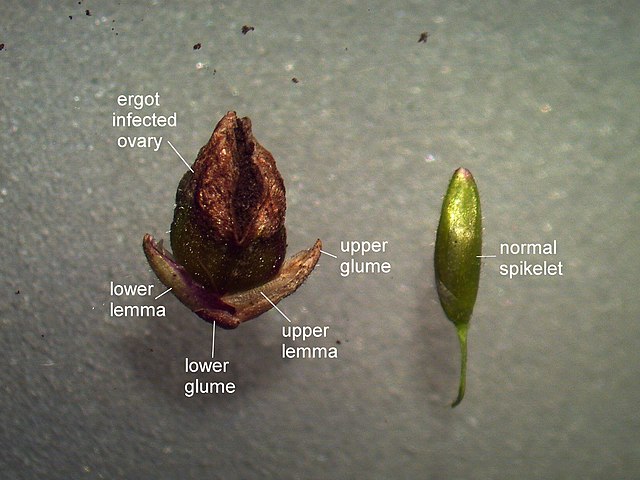 A labelled image of an infected seed and normal seed. The infected seed almost resembles popcorn with its swollen size, however, the normal seed remains slim and green.