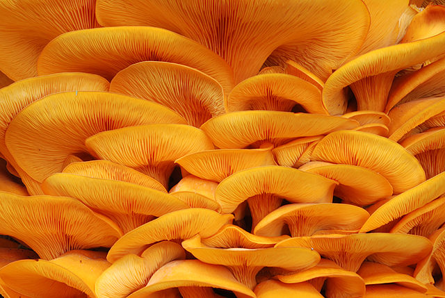 A photo filled with bright orange caps of jack-o-lantern mushrooms packed tightly together.
