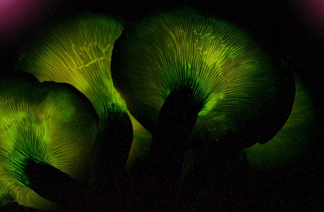 A dark photo showing only 4 mushrooms with a faint, eerie green glow.