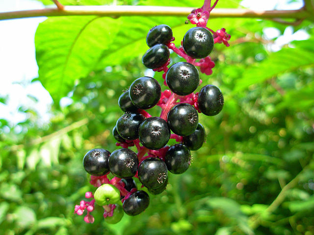 A close up of pokeweed berries and their bright pink stem