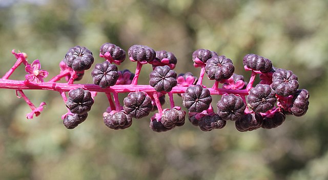 A close up of a bright pink pokeweed stalk with a cluster of developing purple berries (that are shaped like small pumpkins), and 3 tiny bright pink flowers.