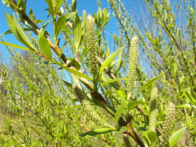 A close up of yellow/green, white willow catkins against a blue sky.