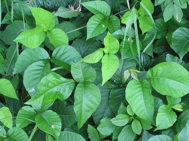 Photo showing numerous poison ivy leaves with the characteristic three leaflets. The dull waxy sheen is also noticeable.