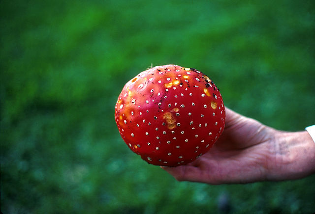 A hand holding the bright red cap of a fly agaric up to the camera, with bright green grass behind.