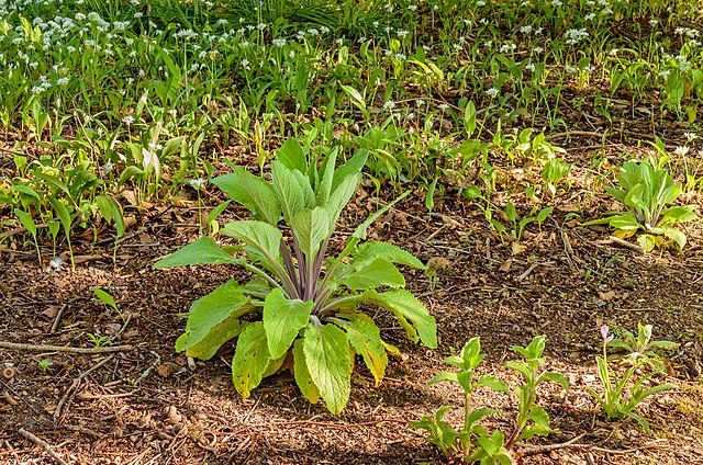 A single digitalis plant on bare soil surrounded by other emerging Spring plants.