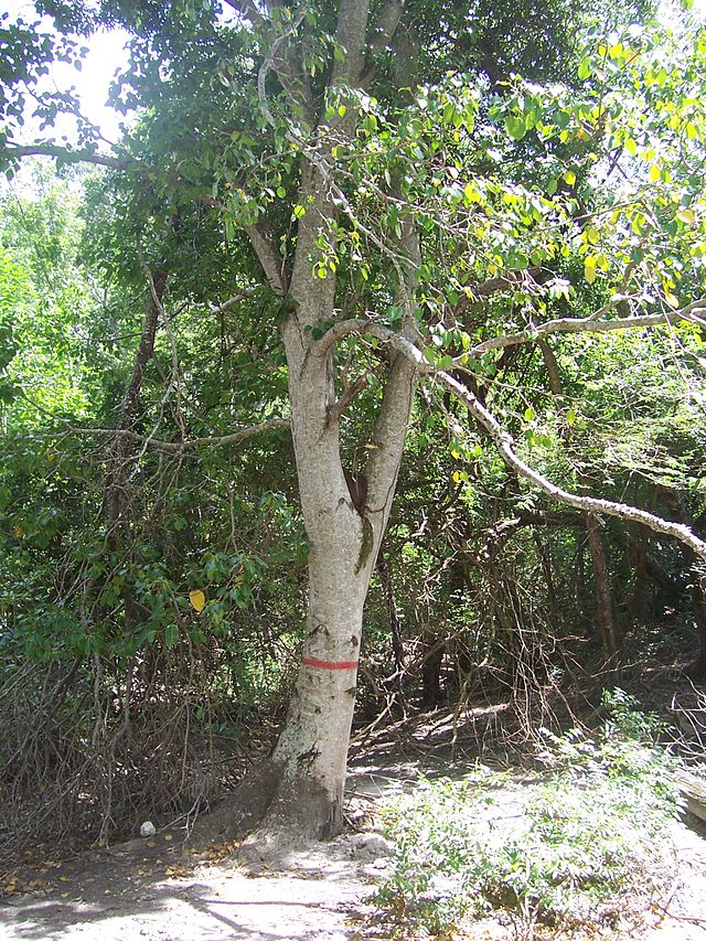 The tree has a painted red line around the trunk, near the base.