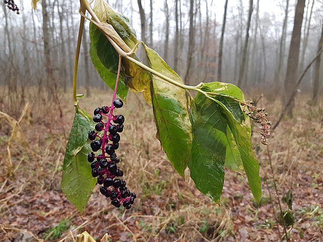 A stem with a cluster of pokeweed berries and several leaves. The background shows a woodland in late autumn.