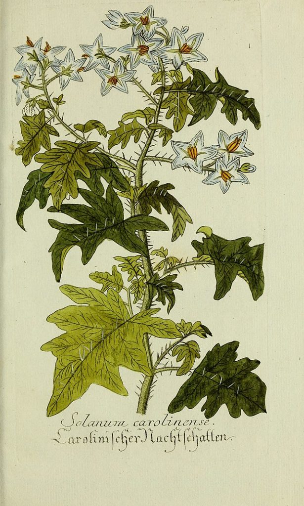 A watercolor study from an old field guide showing a stem with several leaves and three clusters of the white star shaped flowers.