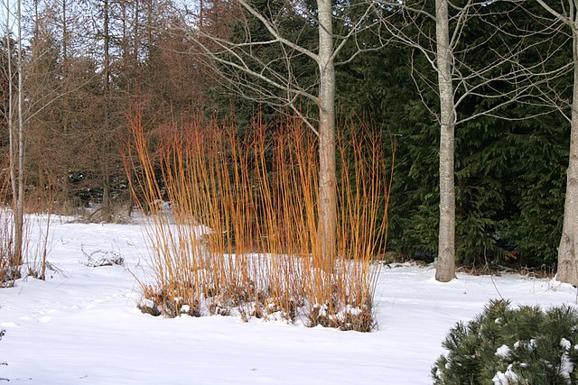 A single row of coppiced white willow trees that stands out in a garden with snow covered ground.