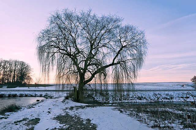 The tree has no leaves and you can see the long drooping stems. It's sunrise or sunset and the sky is in shades of pastel purple, blue, pink and yellow, and the ground is covered in snow.