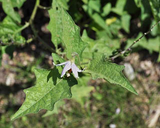 A close up of three lobed leaves and a star-shaped flower on the Carolina horsenettle.