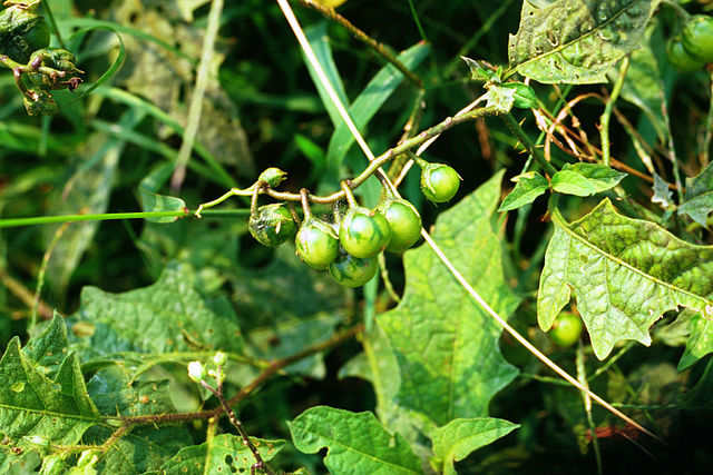A group of green Carolina horsenettle fruits with dark green markings surrounding by leaves.