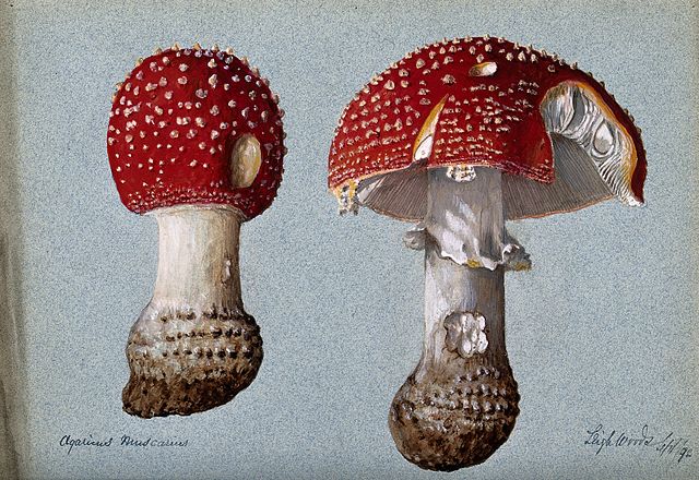 Two still life studies of fly agarics. Both have small imperfections and tears in the red cap.