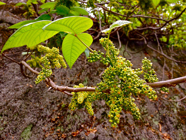 An exposed poison ivy branch with several large clusters of tiny green flowers.