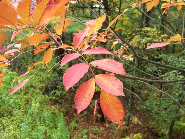 A hanging branch with bright orange, pointed oval leaves of the Poison Sumac, with a dense woodland scene behind.