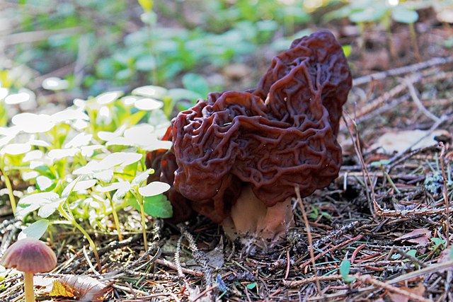 A single false morel that has emerged from ground with pine needles and nearby spring shoots. It has a very irregular cap with deep ridges. A mixture of a brain-shape and a honeycomb.