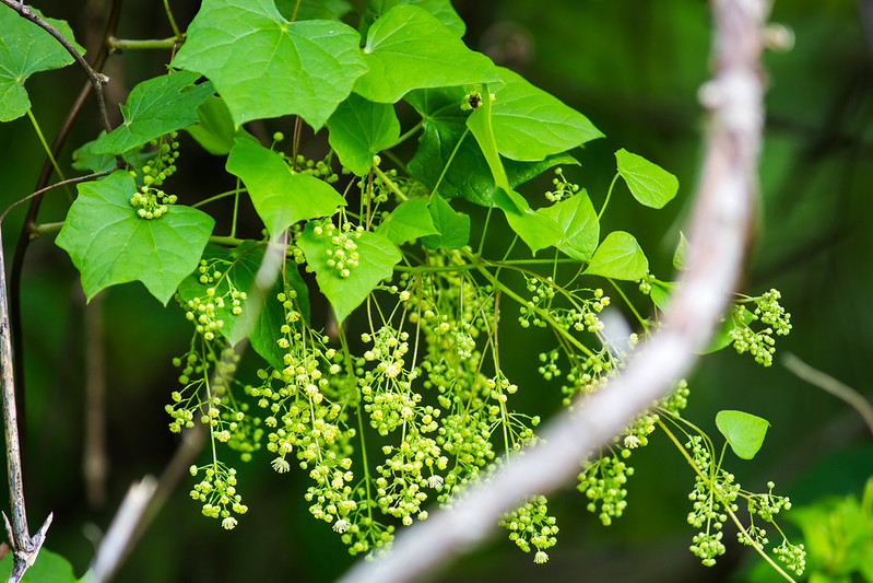 A dense group of deep green moonseed leaves, with a mass of tiny yellow/green flower clusters hanging below.