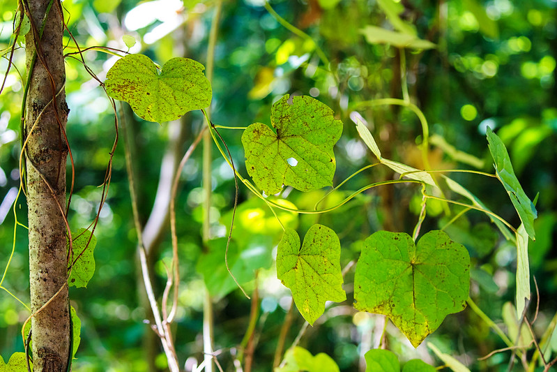5 heart shaped and lobed moonseed leaves illuminated by the glow of sunlight in the dense vegetation behind the plant. To the left, the moonseed vine climbs up a young tree trunk.