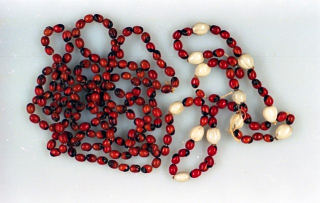A long necklace with the bright red seeds and several white beads. The necklace is set against a white background.