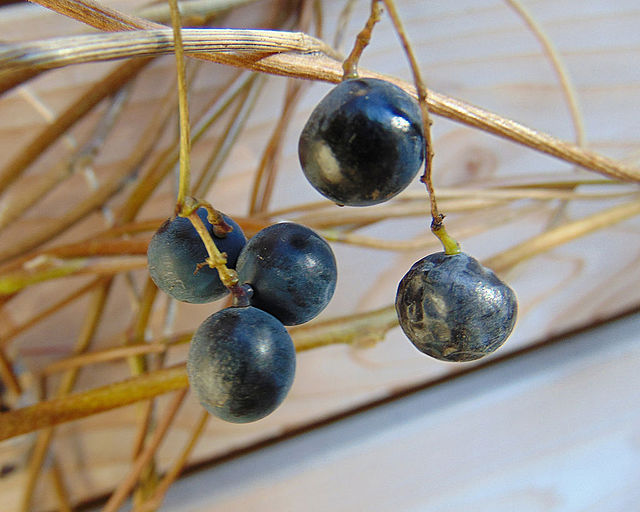 5 deep purple moonseed fruits on woody stems.