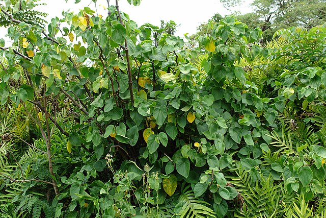 Large kava plant at the center of the image, surrounded by other lush tropical plants.