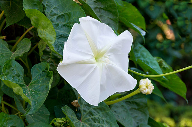 The striking white flower of the moon vine surrounded by dense foliage of it's dark green, heart-shaped leaves. The flowers are trumpet shaped, with 5 large white petals. 