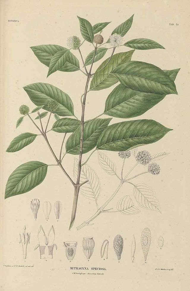 An old botanical illustration of kratom.