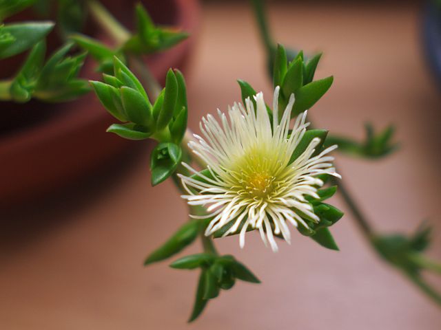 A close up of a white Kanna flower with its yellow center.