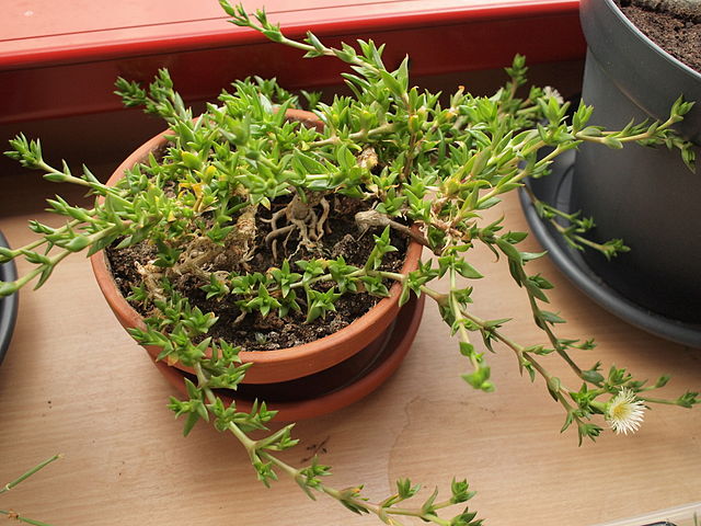 A Kanna plant sits in a shallow terracotta pot on a windowsill. A single flower can be seen on one of the trailing stems.