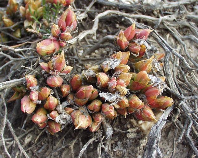 New succulent leaves, tinged red, are emerging from the ground.
