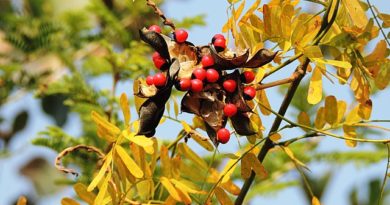 Rosary pea seeds still attached to dry seed pods. The plants leaves are yellow which signals that autumn is underway.