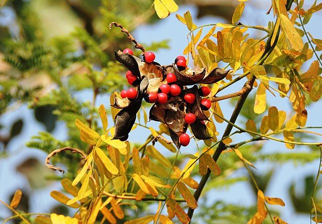 Rosary pea seeds still attached to dry seed pods. The plants leaves are yellow which signals that autumn is underway.