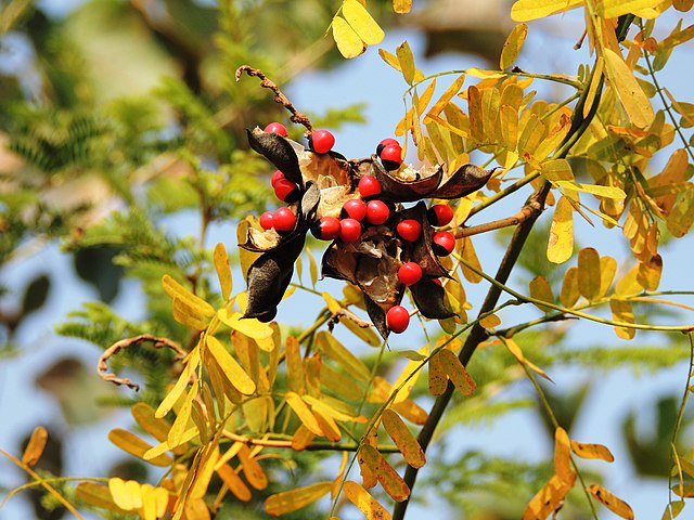 Rosary pea seeds still attached to dry seed pods. The plants leaves are yellow which signals that autumn is underway.