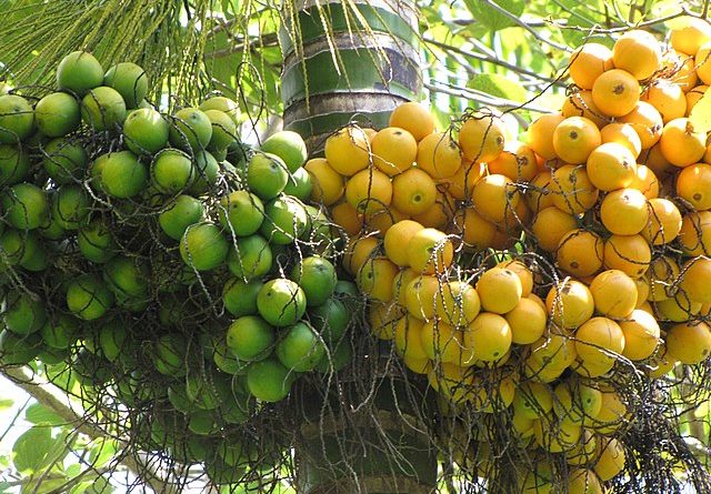 Green and orange areca fruits on the Areca palm tree.