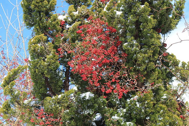 A mass of red berries can be seen on a vine that has wrapped around a tree.