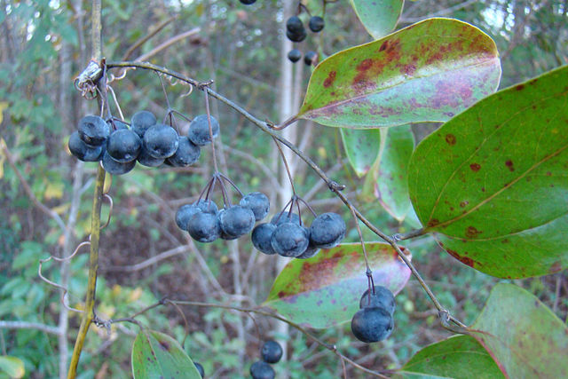 Several small clusters of deep purple smilax berries.